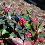 Gaultheria Cherry Live Plant, Teaberry Plants, Colorful Red Berries Plant for Winter, 4 to 7 Inch Tall