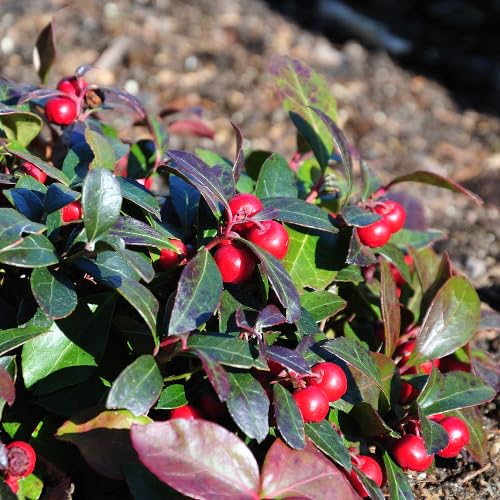 Gaultheria Cherry Live Plant, Teaberry Plants, Colorful Red Berries Plant for Winter, 4 to 7 Inch Tall