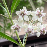 2 Vining Milkweed Plants Live, Tropical Butterfly Milkweed 4-8 Inches, Perennial Milkweeds Flowers Well Rooted Container or Outdoor Growing