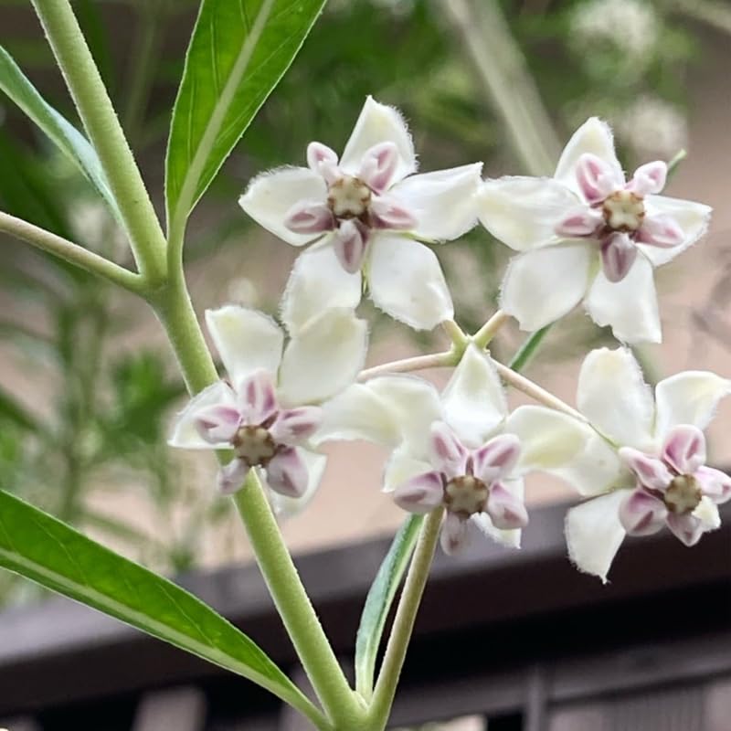 2 Vining Milkweed Plants Live, Tropical Butterfly Milkweed 4-8 Inches, Perennial Milkweeds Flowers Well Rooted Container or Outdoor Growing