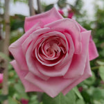 2 Pink Rose Climbing Live Starter Plants, Fragrant Pink Climbing Rose for Planting Outdoor, No Pot, 1 Year Old Rose Plant, Well-Rooted Rose Plants Live Ready to Plant