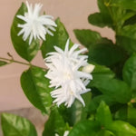 2 Jasmine Plants Live, Climbing Jasmine Flower Plant, Zone 4 to 11, 5 to 7 Inc in Height (Double White)