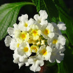 4 Colorful Perennial Lantana Trees Live Plants, Yellow White Blooms, Hardy and Long Blooming Seasons, Fragrant, 5-10" in Tall, Full Sun Growing