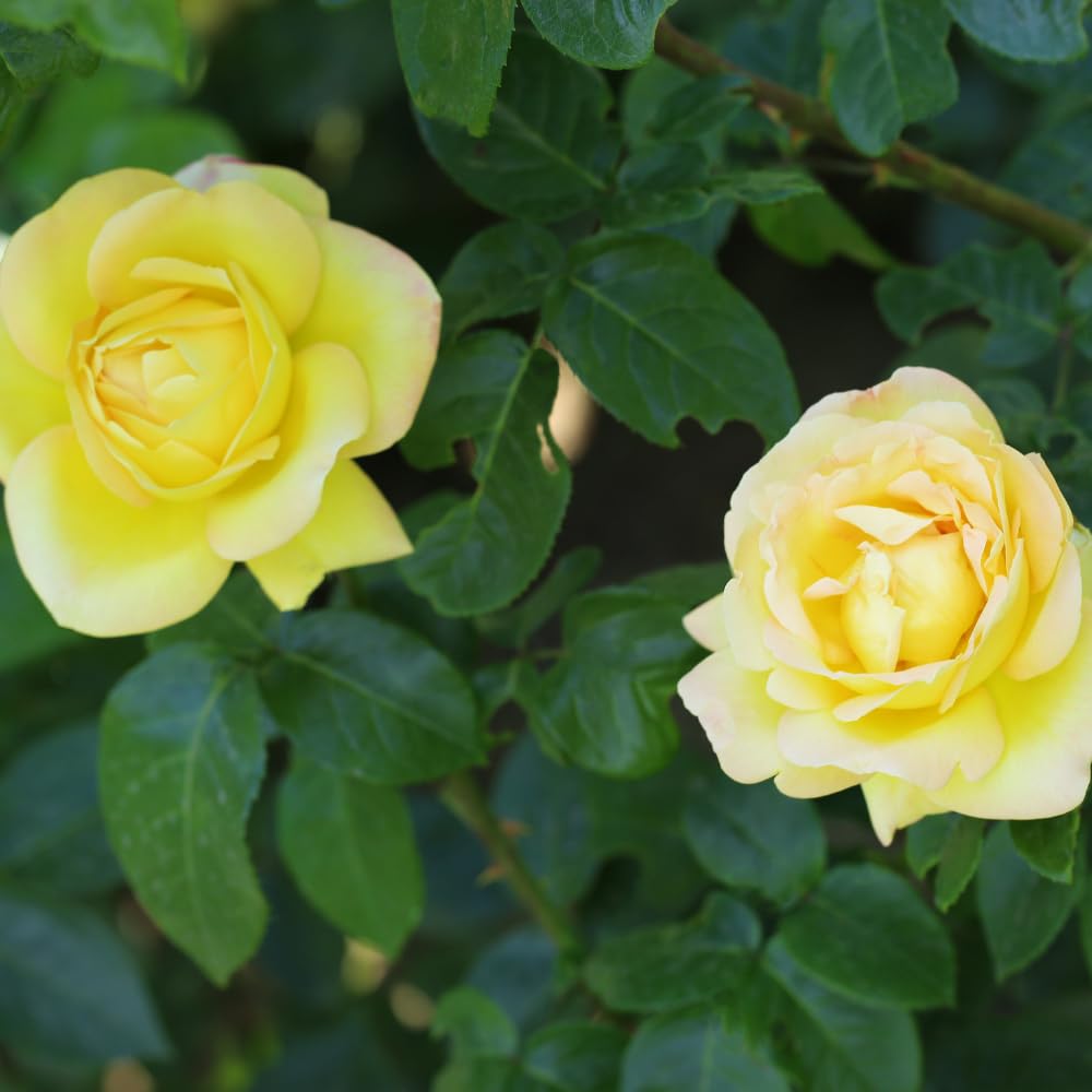 6 Yellow Rose Bush Cuttings Plant Live, Rose Climbing Vine Live Plant, 5 to 8'' Tall Cuttings