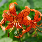Set 10 Turks Cap Lily Bulbs, Tiger Lily Bulbs Vibrant Orange Blooms for Outdoor Borders Perennials, Flowers Bulbs