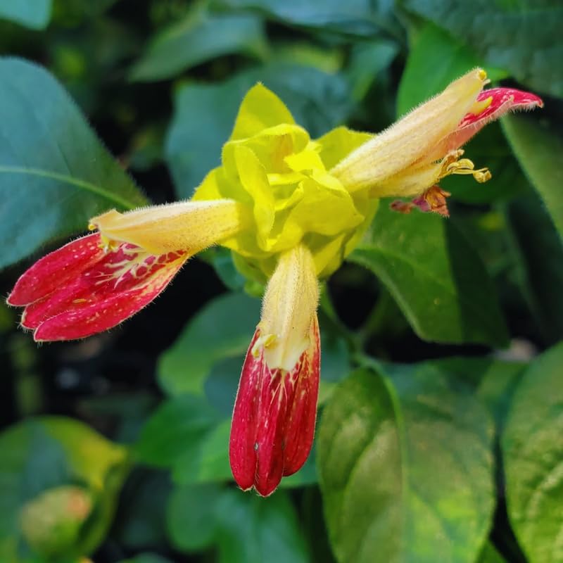 2 Yellow Pink Shrimp Plants Live, 4 to 6 Inc Tall, Live Shrimp Plant for Garden, Shrimp Live Plant, Shrimp Plant Pot