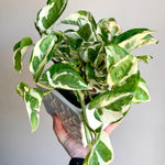 N'Joy Pothos Plant Live 4'' Pot, Indoor Houseplant Well Rooted, Hanging Planter or Basket Growing