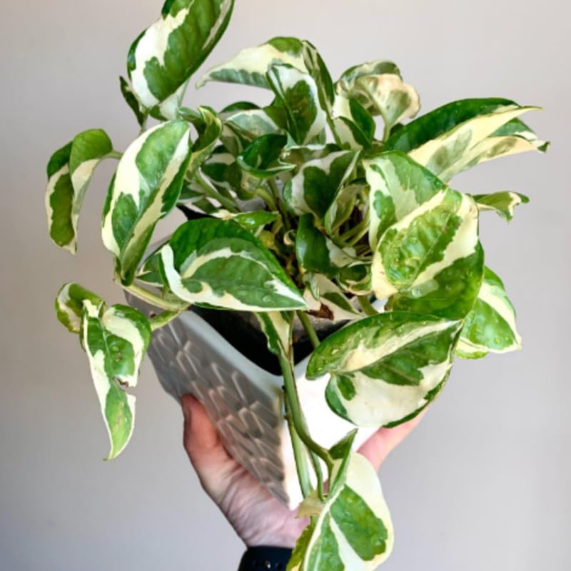 N'Joy Pothos Plant Live 4'' Pot, Indoor Houseplant Well Rooted, Hanging Planter or Basket Growing