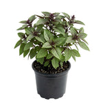 Pack of 2 Blue Basil Plant Live, Basil Live Plant, 2-5 Inc Tall, Fragrant and Edible Herbs for Containers, Raised Beds and Outdoor Garden