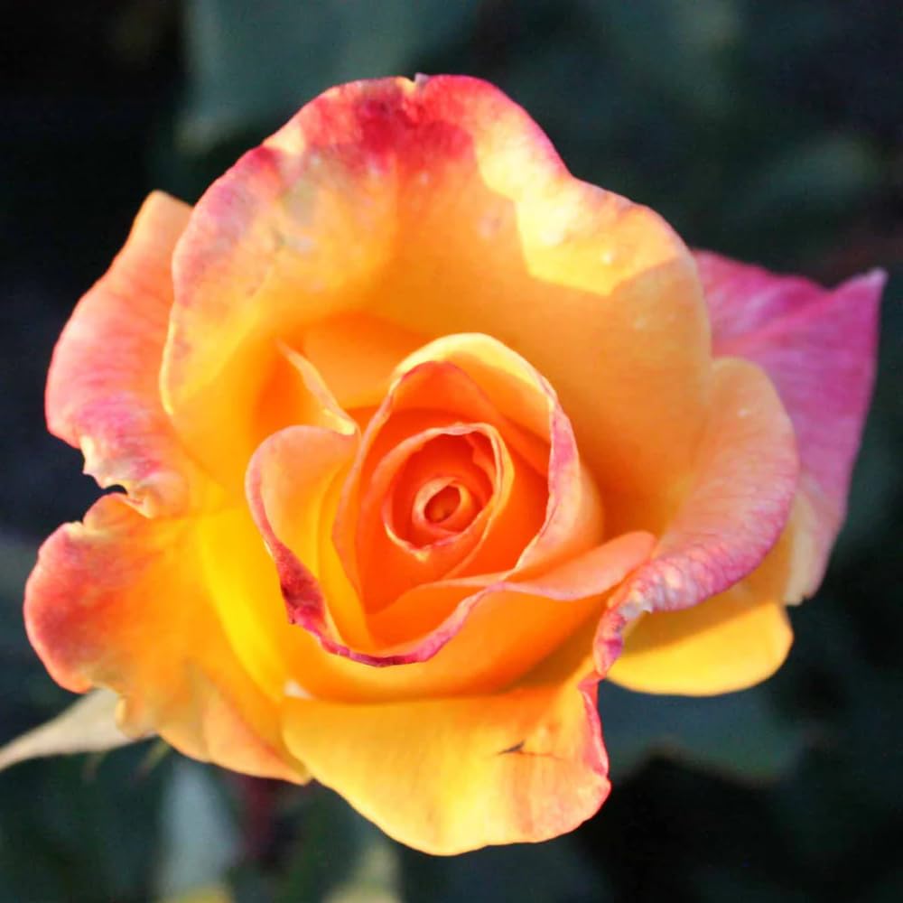 Rose Plant Live, Rose Bush Live Plant, Fragrant Flowers Ready to Plant, 5-9 Inch Height, Well-Rooted, No Pot (Rare Rose)