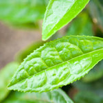Green Tea Plant Tree Live Plant, 4 to 6 Inches in Height, Tea Plant Live, Camellia Sinensis Live Plant