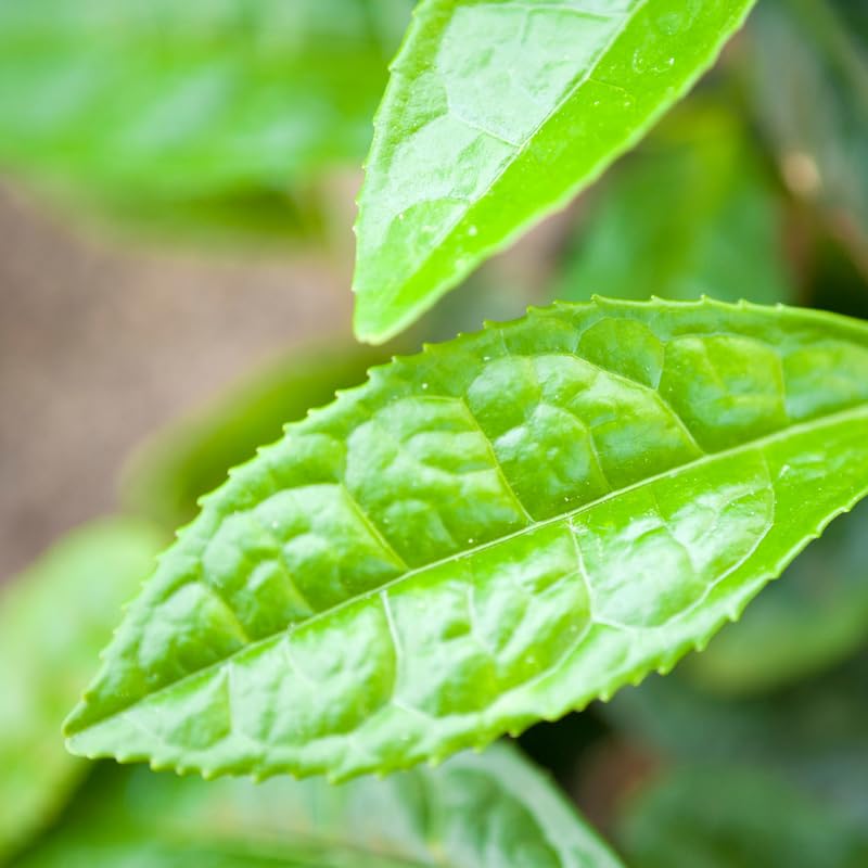 Green Tea Plant Tree Live Plant, 4 to 6 Inches in Height, Tea Plant Live, Camellia Sinensis Live Plant