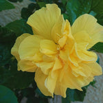 Hardy Hibiscus Plant Live, Double Yellow Hibiscus Tree Live Plant from 8 to 10 Inches Tall, Perennial Hibiscus Flower