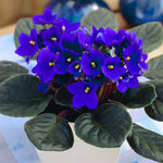 African Violet Live Plant in 4" Pot, Blue African Violets Plants Houseplant Well-Rooted, Indoor Outdoor Blooming, Holiday Flower Bush