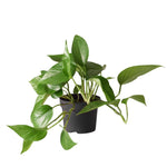 Jade Pothos Plant Live 4'' Pot, Indoor Houseplant Well Rooted, Hanging Planter or Basket Growing