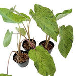 Colocasia Esculenta, Colocasia Live Plant, Elephant Ears Live Plant, Esculenta Taro Live Houseplant, 5-8 Inc Tall, No Pot (Rare Colocasia)