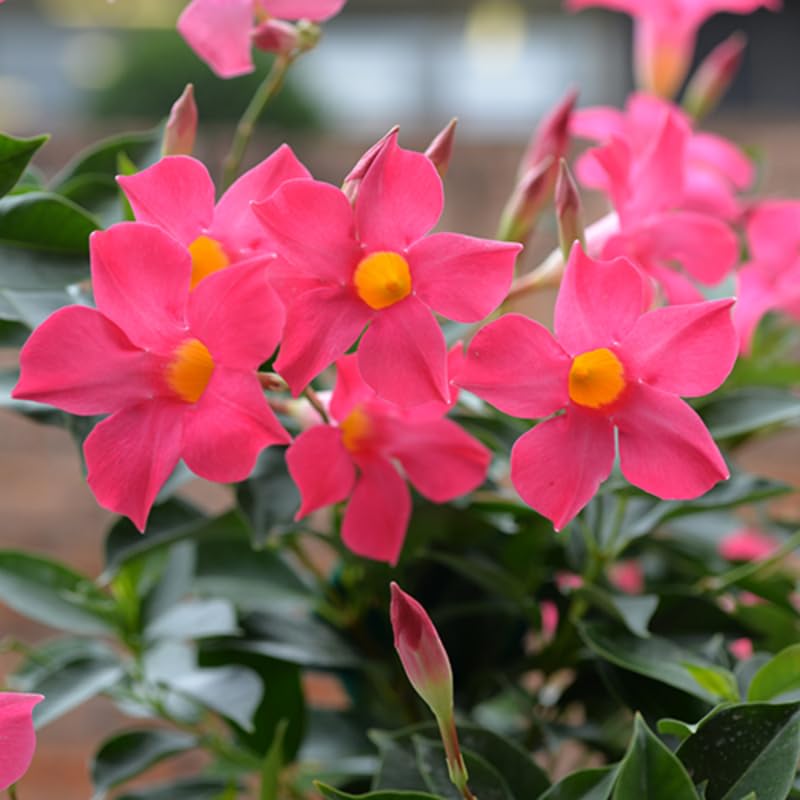 2 Pink Mandevilla Plants Live, Trailing Mandevilla Vine for Outdoor Planting, 4-6 Inch Tall Live Flowering Vine for Trellis or Containers