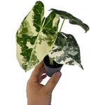 Variegated Alocasia Plant 4-8 Inch Tall, Tropical Alocasia Indoor Houseplant, Well Rooted Elephant Ear for Growing