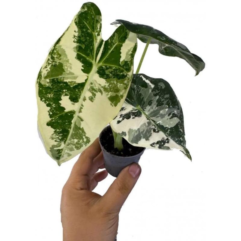 Variegated Alocasia Plant 4-8 Inch Tall, Tropical Alocasia Indoor Houseplant, Well Rooted Elephant Ear for Growing