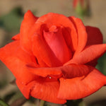Rose Bush Live Plant, Fragrant Hybrid Tea Rose Flowers Well Rooted Plant, 5-10 Inc Tall for Planting Indoor Outdoor (Orange Red Rose)