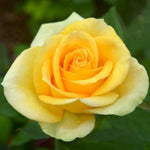 Rose Bush Live Plant, Hybrid Tea Rose Plant Live, 5-9 Inch Tall, Fragrant Flowers Tree, Well-Rooted 1 Year Old, No Pot (Yellow Rose Plant)