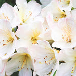 White Dwarf Azalea Rhododendron Plants Live Tree, 1 Gallon Pot Azalea Bush Shrub Vibrant Bloom, 1 Year Old Well Rooted, Cold Hardy