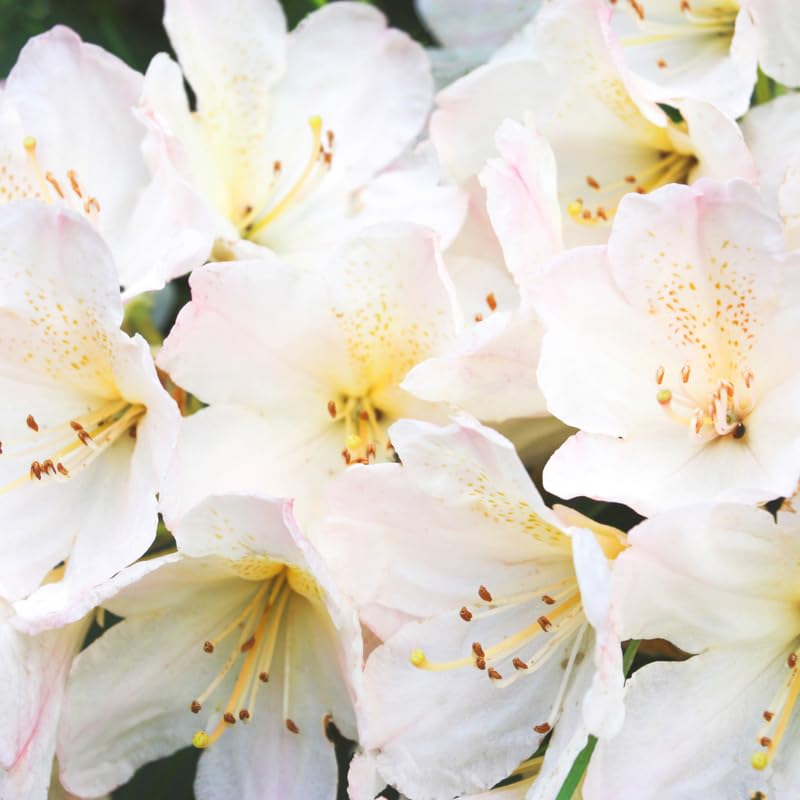 White Dwarf Azalea Rhododendron Plants Live Tree, 1 Gallon Pot Azalea Bush Shrub Vibrant Bloom, 1 Year Old Well Rooted, Cold Hardy