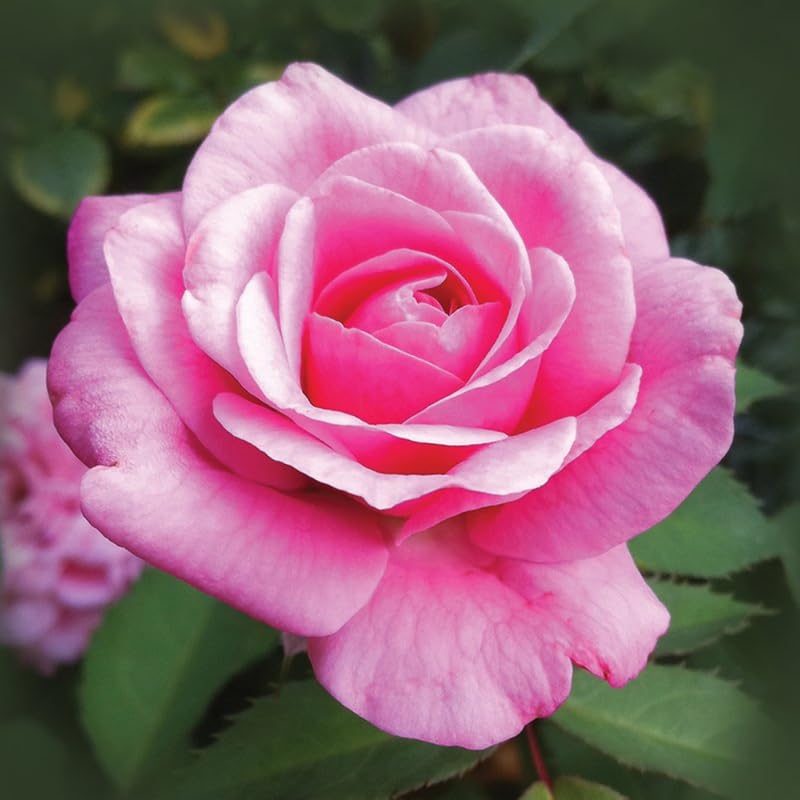 Rose Bush Live Plant, Hybrid Tea Rose Plant Live, 5-9 Inch Tall, Fragrant Flowers Tree, Well-Rooted 1 Year Old, No Pot (Pink Rose)