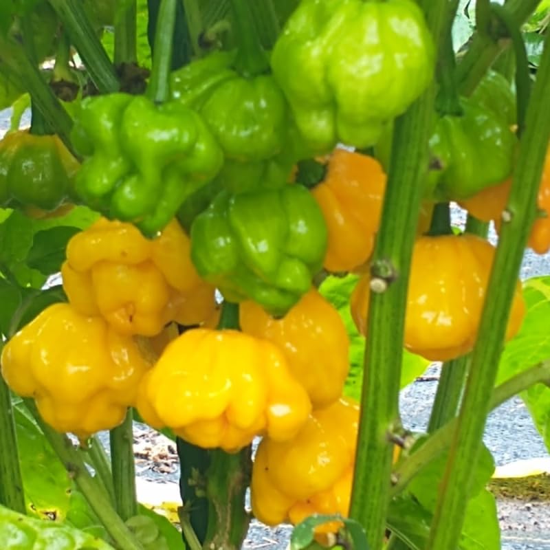 Set 2 Assorted Pepper Live Plants, 90 Days Old Super Pepper Live Plant for Summer Planting (Yellow Jamaican Scotch Bonnet)