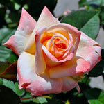 Rose Plant Live, Hybrid Tea Rose Bush Live Plant, 5-9 Inch Tall, Fragrant Flowers Shrub Ready to Plant Outdoor, No Pot, Well-Rooted (Sunset Rose)