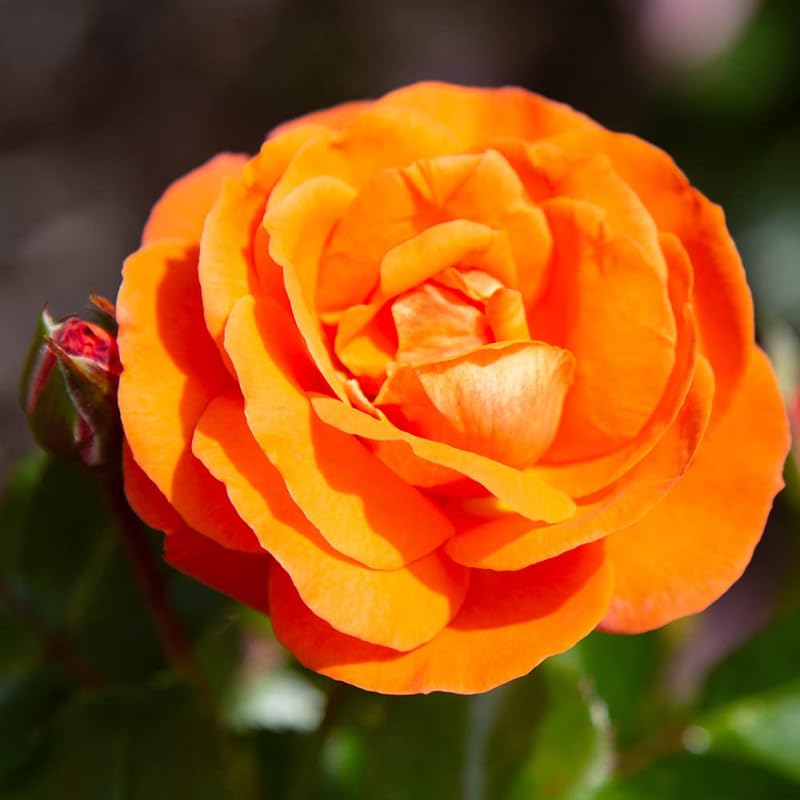Rose Live Plant for Planting, Fragrant Hybrid Rose Bush, 5-10” Tall, Ready to Grow Flowering Shrub for Outdoor Garden, No Pot (Rosa Orange Rose)