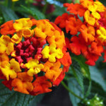 Set 2 Bright Orange Lantana Live Plants for Planting Outdoors, Lantana Plants Live, Well Rooted,Perennial Flower Planting