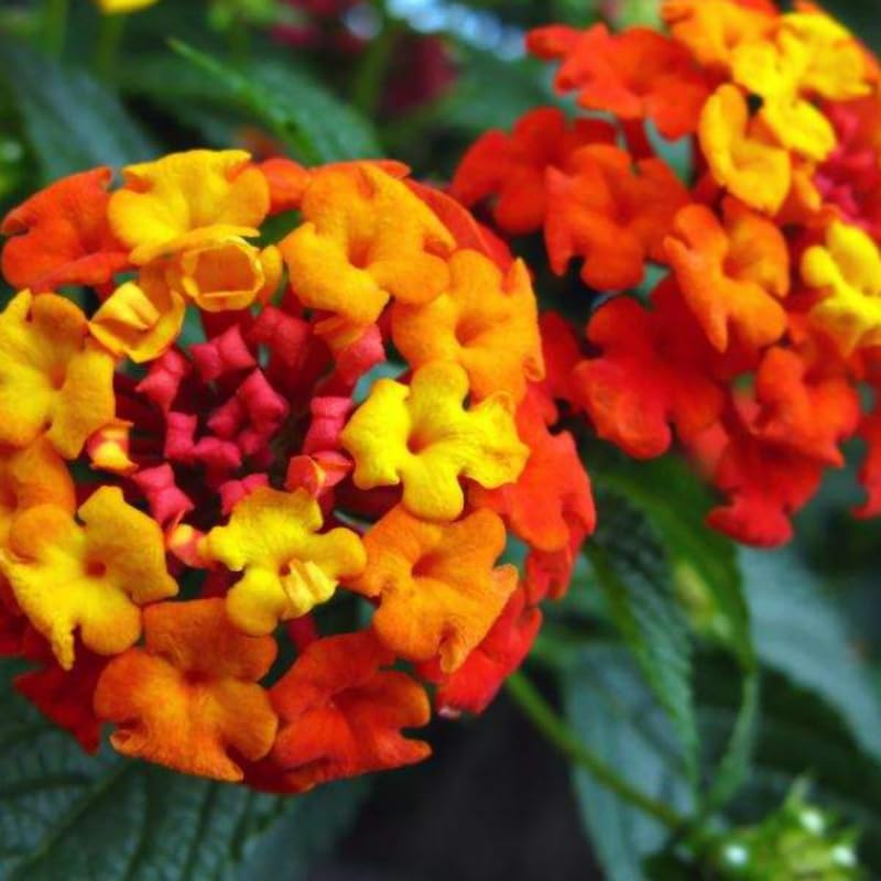 Set 2 Bright Orange Lantana Live Plants for Planting Outdoors, Lantana Plants Live, Well Rooted,Perennial Flower Planting