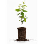 Honeyberry Bush Plant, 6-8 Inch Tall Sweet Blue Honey Berry Tree, Perennial Haskap Plant