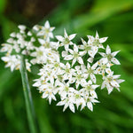 4 Garlic Chives Plants Live, Hardy Heirloom Leek Chives Herb Plants for Culinary Outdoor Garden, 4-8" Tall