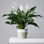 Peace Lily Live Plant, Indoor Flowering Plants 4-8 Inches, Office and Home Decoration - Green Peace Lily