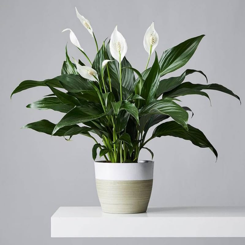 Peace Lily Live Plant, Indoor Flowering Plants 4-8 Inches, Office and Home Decoration - Green Peace Lily