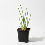 Green Walking Onions Live Plants in 4 Inch Pot, Live Egyptian Walking Onions for Planting, Heirloom Perennial Onion Bulb Plant for Outdoors, Containers, Easy to Plant