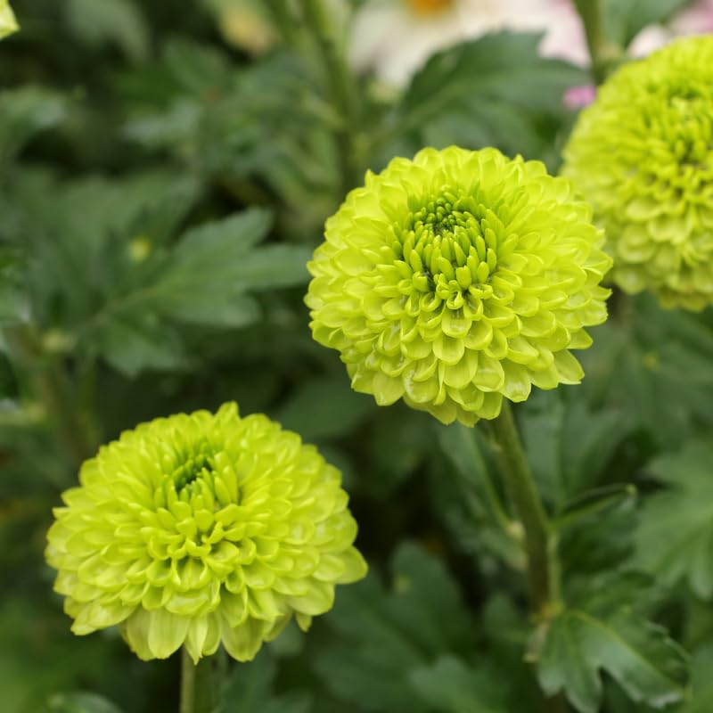 Pack 3 Green Chrysanthemum Plants, Mums Plants Live, 3 to 6 Inch Tall Garden Mum Live Plant, Vibrant Fall Blooms, Hardy Chrysanthemum Flowers, No Pot