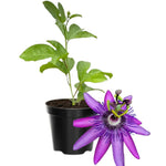 Passion Flower Plant Live, 5 to 8 Inch Tall Passiflora Vine, Fragrant Climbing Plant for Garden or Trellis, No Pot, Well-Rooted (Lavender Passion Flower)