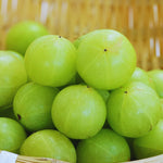 Gooseberry Plant Live for Planting, Gooseberry Bushes Live Plant, 5 to 10 Inc Tall (Green)