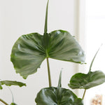 Common Alocasia Plant 4-8 Inch Tall, Tropical Alocasia Indoor Houseplant, Well Rooted Elephant Ear for Growing