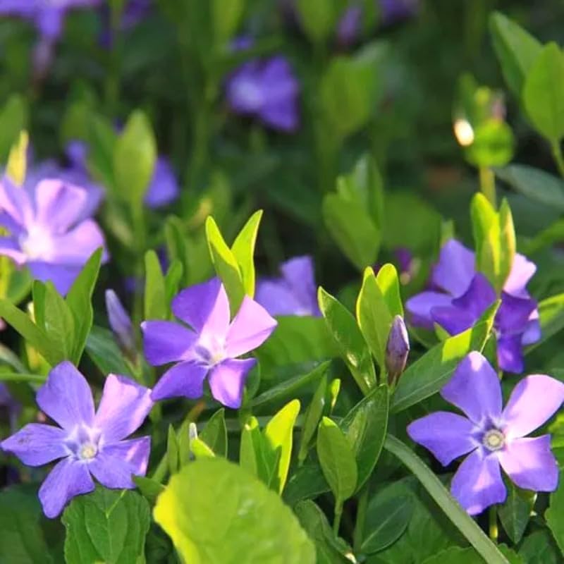 2 Vinca Plants Live, Creeping Periwinkle Plants Live, Vinca Minor Live Plant Indoor, Vinca Plant Pot, Ground Cover Plant Live, 4 to 6 Inches Tall in 4 Inches Pot