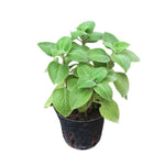 4 Live Cuban Oragano Plants, Cuban Oregano Plant Live in Pot, 4 to 6 Inches Tall, Cuban Oregano Starter Plants for Garden