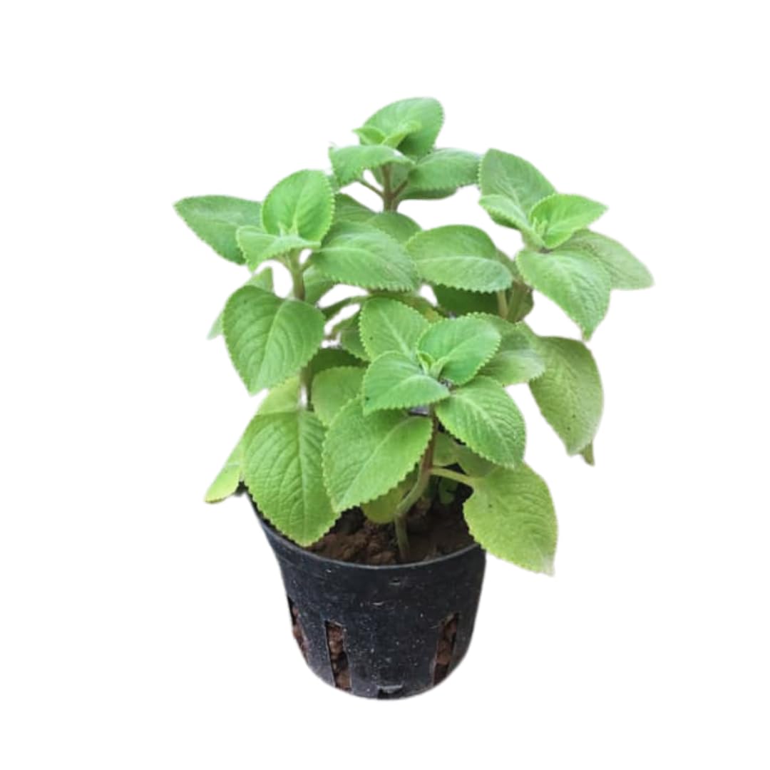 4 Live Cuban Oragano Plants, Cuban Oregano Plant Live in Pot, 4 to 6 Inches Tall, Cuban Oregano Starter Plants for Garden