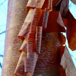 White Birch Trees Live Plant, 12-20 Inch Tall Birch Tree Live Plant for Outdoor Gardening, Perennial Hardy Trees