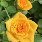 Tree Rose Live Plant 4 Inches Tall, Rose Bush Starter Plant, No Pot, Outdoor Garden Can Train As Climbing Roses (Sunrosa Yellow)