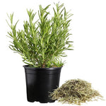 Set 2 Pots Rosemary Plants Live, 4 Inch Pot, 6 to 8 Inches Tall Live Rosemary Plants in Pot, Hardy Perennial Herb, 2 Plants per Pot
