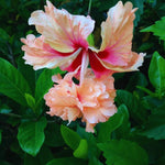 Hardy Hibiscus Plant Live, Peach Hibiscus Tree Live Plant from 8 to 10 Inches Tall, Perennial Hibiscus Flower