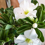 White Desert Rose Plant Live, 4-7" Tall, Adenium Obesum Well-Rooted Succulent for Indoor Outdoor Displays
